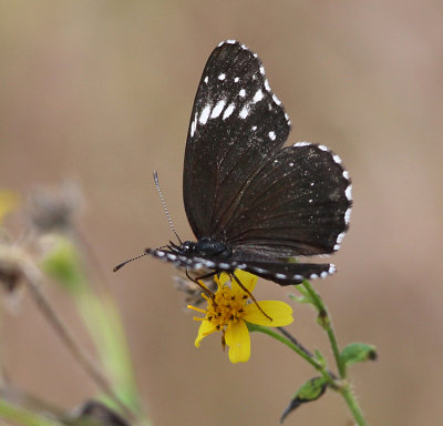 Bordered Patch - Chlosyne lacinia lacinia 