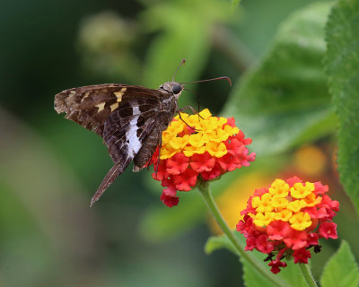 Blurry-striped Longtail - Chioides catillus albius