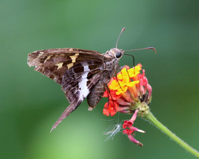 Blurry-striped Longtail - Chioides catillus albius