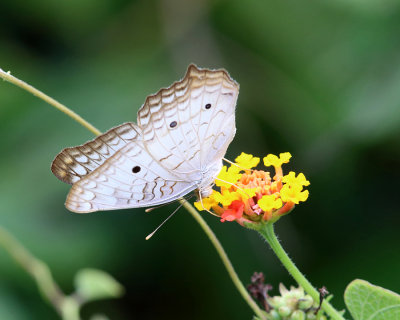 White Peacock - Anartia jatrophae