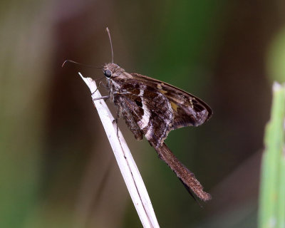 Blurry-striped Longtail - Chioides catillus albius
