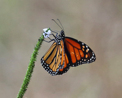 Monarch - Danaus plexippus 