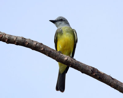 Tropical Kingbird - Tyrannus melancholicus