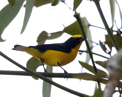 Thick-billed Euphonia - Euphonia laniirostris