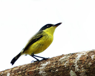 Common Tody-Flycatcher - Todirostrum cinereum