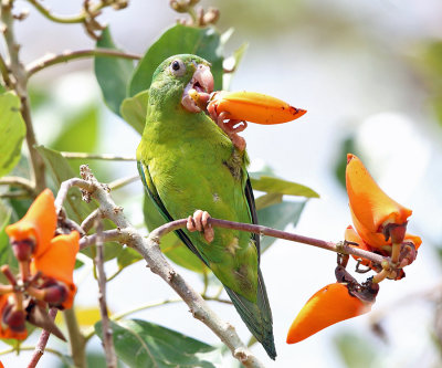 Orange-chinned Parakeet - Brotogeris jugularis