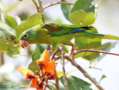 Orange-chinned Parakeet - Brotogeris jugularis