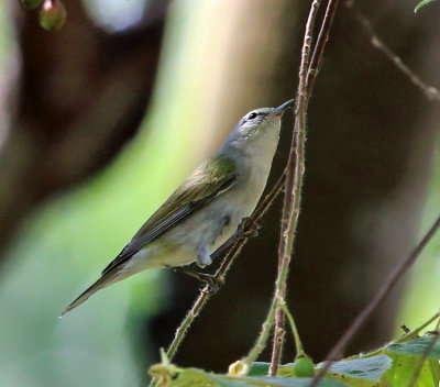 Tennessee Warbler - Oreothlypis peregrina
