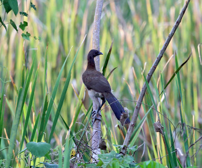 Gray-headed Chachalaca - Ortalis cinereiceps