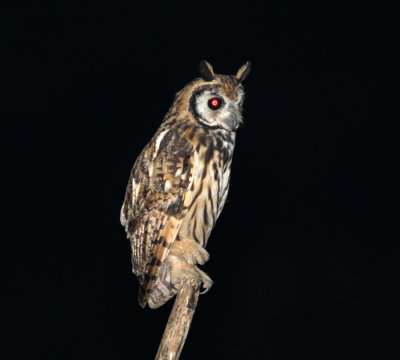 Striped Owl - Pseudoscops clamator