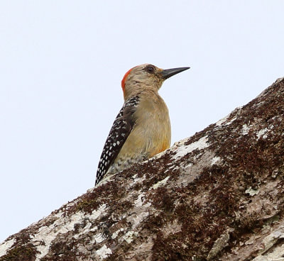 Red-crowned Woodpecker - Melanerpes rubricapillus