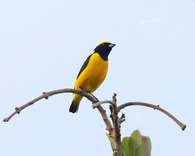 Yellow-crowned Euphonia - Euphonia luteicapilla