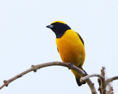 Yellow-crowned Euphonia - Euphonia luteicapilla