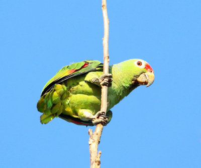 Red-lored Parrot - Amazona autumnalis