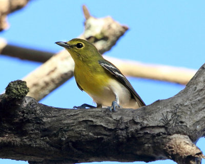 Yellow-throated Vireo - Vireo flavifrons