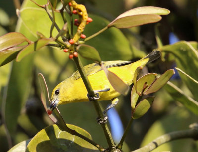 Spot-crowned Euphonia - Euphonia imitans (female)