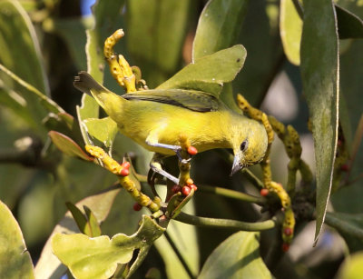 Spot-crowned Euphonia - Euphonia imitans (female)