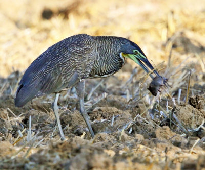 Bare-throated Tiger-Heron - Tigrisoma mexicanum (eating a rat)