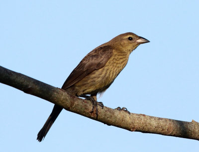 Streaked Saltator - Saltator striatipectus