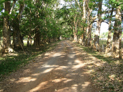 Walk along driveway to benab