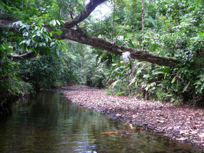 Rio Platanares - there were white ibis on fallen tree