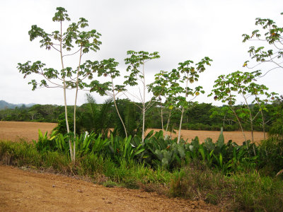 Wild garden along field