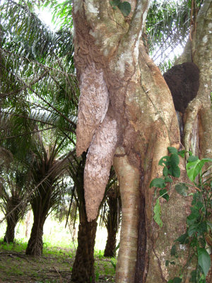 Ant nest in tree
