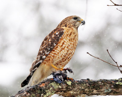 Red-shouldered Hawk - Buteo lineatus (with Blue Jay carcass it stole from the Sharp-shinned Hawk)