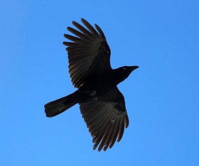 American Crow - Corvus brachyrhynchos