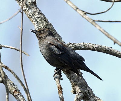 Rusty Blackbird - Euphagus carolinus