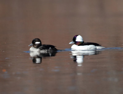 Bufflehead - Bucephala albeola