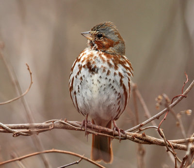 Fox Sparrow - Passerella iliaca