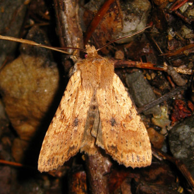  9888 - Nameless Pinion - Lithophane innominata