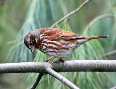 Fox Sparrow - Passerella iliaca