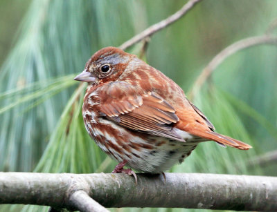 Fox Sparrow - Passerella iliaca