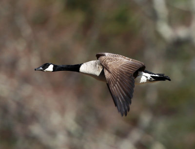 Canada Goose - Branta canadensis