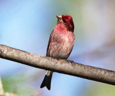 Purple Finch - Haemorhous purpureus 