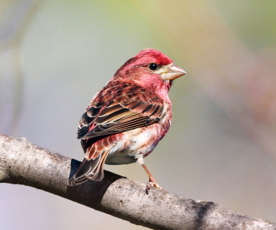 Purple Finch - Haemorhous purpureus 