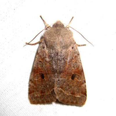 10495  Speckled Green Fruitworm Moth  Orthosia hibisci