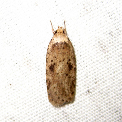 0878 – Canadian Agonopterix Moth – Agonopterix canadensis