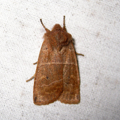 9936  Morrison's Sallow  Eupsilia morrisoni