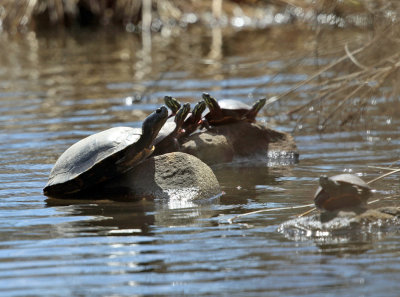 Blanding's Turtle - Emydoidea blandingi