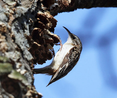 Brown Creeper - Certhia americana