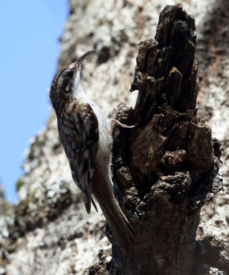 Brown Creeper - Certhia americana