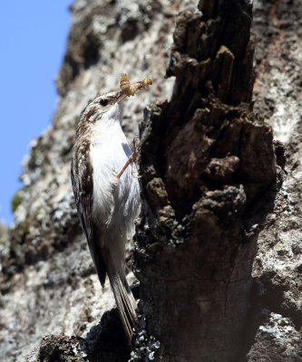 Brown Creeper - Certhia americana