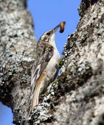 Brown Creeper - Certhia americana