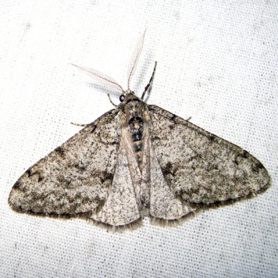 6660  Small Phigalia  Phigalia strigataria