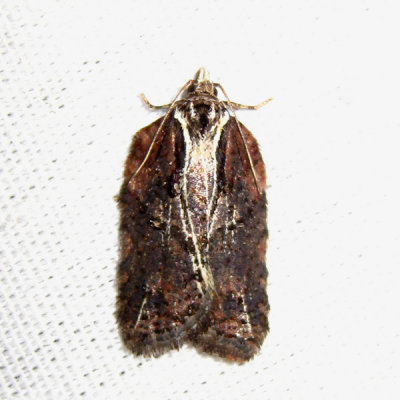 3542 - Masked Leafroller - Acleris flavivittana