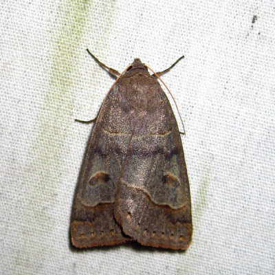 8591 - Common Oak Moth - Phoberia atomaris