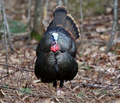 Wild Turkey - Meleagris gallopavo